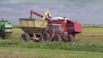 Embedded thumbnail for Boeren zaaien dit seizoen in met Guyanese RAS