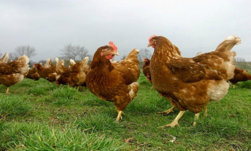 © 'Vrije uitloop kippen', Tom Schotman Keratine uit kippenveren basis voor biostimulant