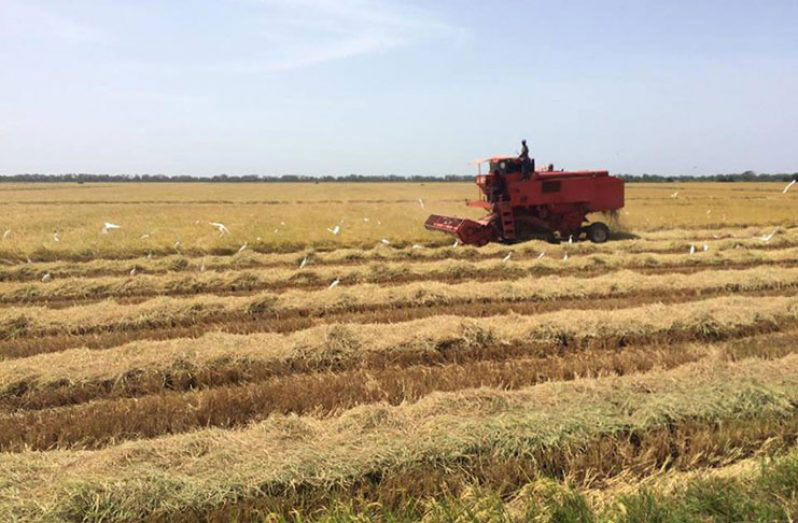 Nu veel boeren nog steeds de eerste rijstoogst van het jaar oogsten, zullen de inkomsten van de sector waarschijnlijk overslaan naar het tweede kwartaal van het jaar