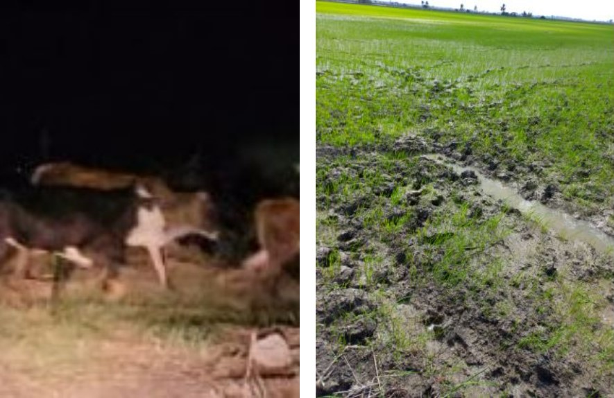 Foto rechts: Een beeld van de schade die door runderen is aangericht aan de jonge padieaanplant.