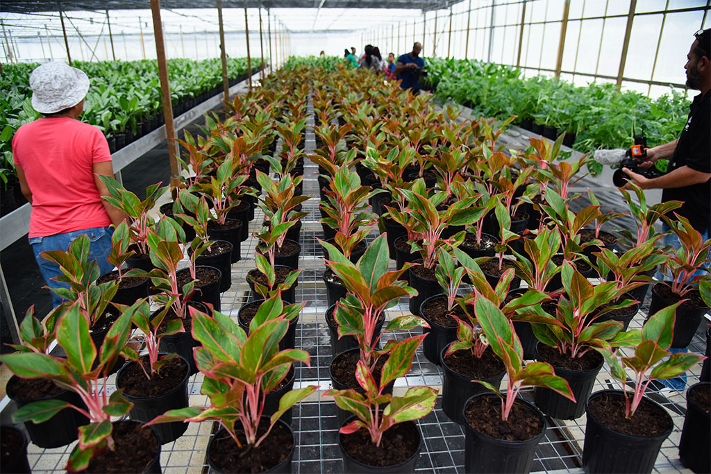 In de grote plantenkas liggen diverse moederplanten opgeslagen. Deze worden gebruikt voor de aanmaak van meer planten.-.