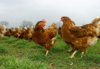 © 'Vrije uitloop kippen', Tom Schotman Keratine uit kippenveren basis voor biostimulant