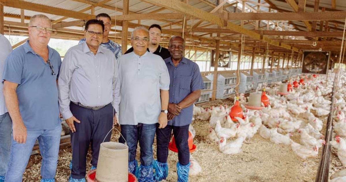 HILLY’S CHIKS & HILLY’S FARM OPENT HAAR BROEDER-EI PRODUCTIE FARM ...