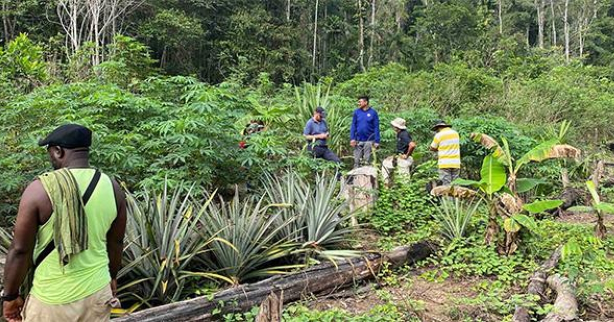 Tropenbos Suriname zet zich in voor voedselzekerheid Saamaka | Suriname ...