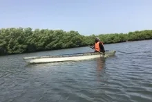 Hoe Gambiaanse vrouwen de mangroves herstellen die Banjul beschermen