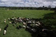 Wereldprimeur: Brazilië vrij van veevirus zonder prik