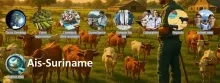 Nieuw informatiesysteem versterkt Surinames bewaking van diergezondheid