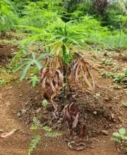 DNL: Cassavecrisis, overheid laat hoofdvoedsel binnenland instorten