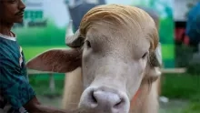 Viraal fenomeen redt 'Trump'-buffel van slacht in Bangladesh
