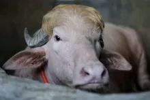 Zeldzame 'Donald Trump'-buffel uit Bangladesh wordt sensatie rond Eid