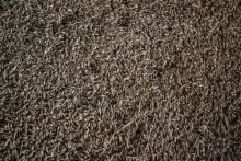 Ernstige vorst bedreigt Oekraïense wintergewassen