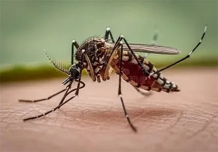 De kleine vervelende vlieg 'uit Egypte' bijt weer