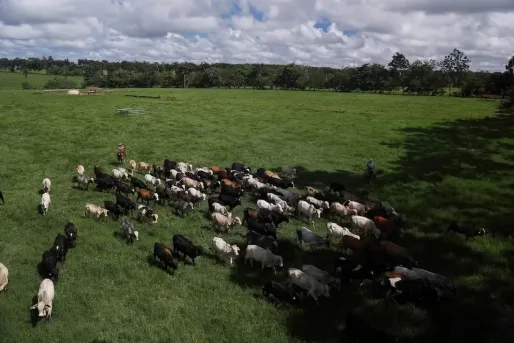 Wereldprimeur: Brazilië vrij van veevirus zonder prik