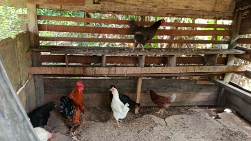 LVV verkent mogelijkheden voor pluimveehouderij in Boven-Suriname