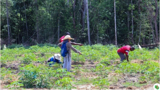 Mogelijke cassaveziekte in Marowijne: DOAB en LVV nemen monsters