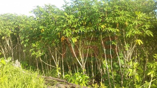 Veel landbouwers hebben grote arealen cassave geplant. De markt is verzadigd. Een hele zak cassave kost ongeveer SRD 120.