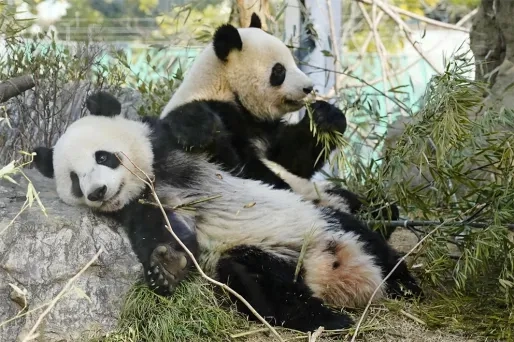 Laatste twee panda's verlaten Japan nu relaties met China gespannen zijn