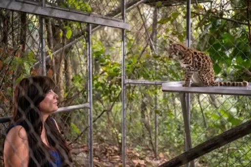 Het katje dat niemand herkende: Bolivia ontdekt nieuwe wilde kattensoort