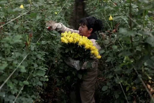 Tarieven drukken Colombiaanse bloemenindustrie