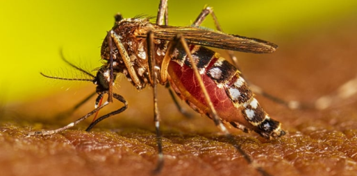 Deze afbeelding toont een volwassen vrouwelijke Aedes aegypti-mug die zich voedt met een mens met een donkerdere huidskleur.