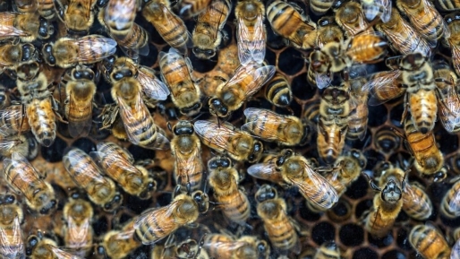 Zes mannen aangevallen door Braziliaanse bijen tijdens zoektocht naar leguanen
