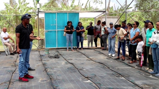 FAO en LVV versterken klimaatslimme kassenteelt in Suriname