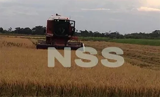 LVV levert zaaizaad en zoekt lagere rente voor rijstboeren