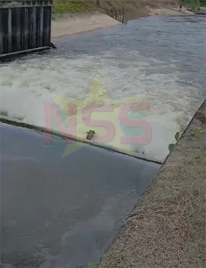 Drie Wakaypompen operationeel: water stroomt naar rijstpolders in Nickerie