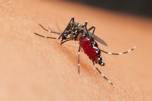 BOG: Suriname uit epidemische fase chikungunya